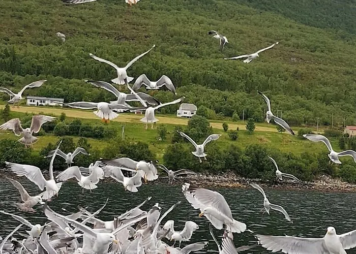 Romsdal Feriesenter - En Bootverhuur In Og Romsdal Daire Rekdal